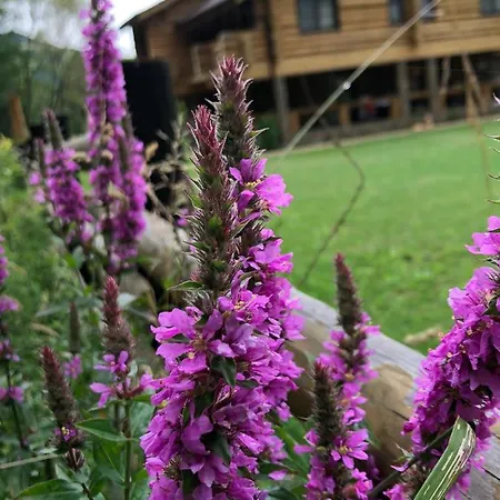 Casa Din Vale Guest house Sacuieu